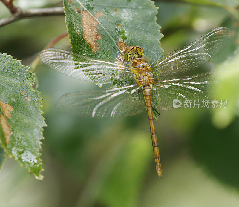 黑镖蜻蜓(Sympetrum danae)雌性